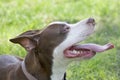 Portrait of cute american pit bull terrier puppy with lolling tongue. Ten month old. Pet animals. Purebred dog.
