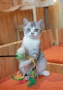 Portrait of cute American short hair cat playing feathers toy while sitting in house