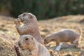 portrait of a cute animal. Black tailed prairie dogs eating. Lunch time Royalty Free Stock Photo