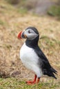 Cute Atlantic Puffin bird shot in Northern Iceland