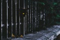 Portrait of cute attentive street black cat looking at camera from behind fence