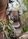 Portrait cute Australian Koala Bear sitting in an eucalyptus tree and looking with curiosity. Kangaroo island. Royalty Free Stock Photo