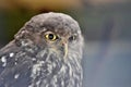 Portrait of cute australian owl looking big eyes in Noosa National Park, Queensland, Australia