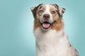 Portrait of a cute australian shepherd dog with tongue sticking out on a blue background with a light spot on the background