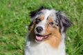 Portrait of cute australian shepherd puppy. Pet animals