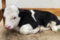 Portrait of cute baby bull calf