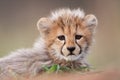 A portrait of a cute baby cheetah looking at the camera in Kruger Park South Royalty Free Stock Photo