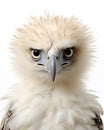 portrait of a cute baby eagle fledgling