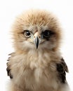 portrait of a cute baby eagle fledgling
