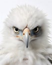 portrait of a cute baby eagle fledgling