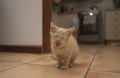 Portrait Of A Cute Baby Kitten Meowing With Her Eyes Closed In Front Of The Camera On The Kitchen Floor At Home