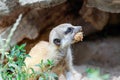 Portrait of a cute baby meerkat Royalty Free Stock Photo