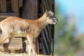 Portrait of a baby mouflon