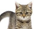 Portrait of cute baby tabby kitten  on white background. Kid animals and adorable cats concept Royalty Free Stock Photo
