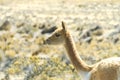 The portrait of a cute baby vicuna in Peru. Royalty Free Stock Photo