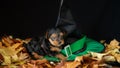 Portrait of a cute baby Yorskhire terrier, black and tan, on a bed of autumn leaves