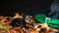 Portrait of a cute baby Yorskhire terrier, black and tan, on a bed of autumn leaves