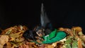 Portrait of a cute baby Yorskhire terrier, black and tan, on a bed of autumn leaves