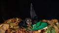 Portrait of a cute baby Yorskhire terrier, black and tan, on a bed of autumn leaves