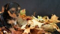 Portrait of a cute baby Yorskhire terrier, black and tan, on a bed of autumn leaves