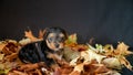 Portrait of a cute baby Yorskhire terrier, black and tan, on a bed of autumn leaves