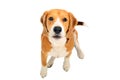 Portrait of a cute barks Beagle dog Royalty Free Stock Photo