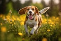Portrait of cute beagle dog in the meadow at sunset.Generative AI Royalty Free Stock Photo