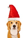 Portrait of a cute Beagle dog in a New Year`s cap Royalty Free Stock Photo