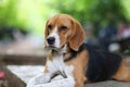 Portrait of a cute beagle dog outdoor. Royalty Free Stock Photo