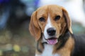 Portrait of a cute beagle dog. Royalty Free Stock Photo