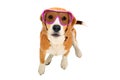 Portrait of a cute Beagle dog in pink sunglasses Royalty Free Stock Photo