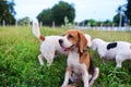 Portrait of a cute beagle dog sitting on the grass field Royalty Free Stock Photo