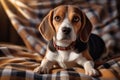 Portrait of a cute Beagle with funny eyes against a plaid background