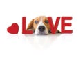 Portrait cute beagle puppy dog with Love concept Royalty Free Stock Photo