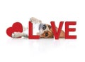 The Portrait cute beagle puppy dog with Love concept Royalty Free Stock Photo