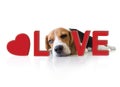 Portrait cute beagle puppy dog with Love concept Royalty Free Stock Photo