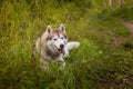 Portrait of lovely beige and white dog breed siberian husky lying in the green grass and white flowers Royalty Free Stock Photo