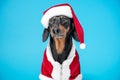 Portrait of a cute beautiful dachshund, black and tan, dressed in a red Christmas costume and a santa claus hat, on a Royalty Free Stock Photo