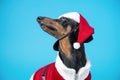 Portrait of a cute beautiful dachshund, black and tan, dressed in a red Christmas costume and a santa claus hat, on a Royalty Free Stock Photo