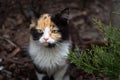 Portrait of a cute beautiful tricolor kitten near cypress