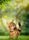 Portrait of a cute Bengal cat catching a butterfly in a sunny meadow Royalty Free Stock Photo