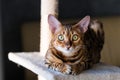 Portrait of a cute bengal cat, close up Royalty Free Stock Photo