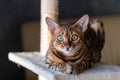 Portrait of a cute Bengal cat, close up Royalty Free Stock Photo