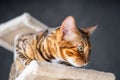 Portrait of a cute Bengal cat, close up Royalty Free Stock Photo