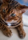 Portrait of a cute Bengal cat, close up Royalty Free Stock Photo