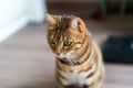 Portrait of a cute Bengal cat in a house under the lights with a blurry background Royalty Free Stock Photo