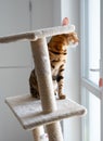 Portrait of a cute bengal cat looking in the window Royalty Free Stock Photo