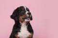 Portrait of a cute bernese mountain dog puppy looking up on a pink background