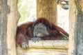 Portrait of cute big Orangutan looking to camera and boring.The wild brown red monkey, Orangutan found in jungle rainforests of Bo Royalty Free Stock Photo