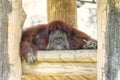 Portrait of cute big Orangutan looking to camera and smile.The wild brown red monkey, Orangutan found in jungle rainforests of Bor Royalty Free Stock Photo